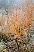 WOODPECKERS  WARWICKSHIRE  WINTER: FROSTED BORDER WITH SEDUMS AND CORNUS WINTER FLAME