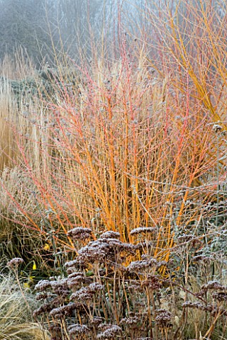 WOODPECKERS__WARWICKSHIRE__WINTER_FROSTED_BORDER_WITH_SEDUMS_AND_CORNUS_WINTER_FLAME