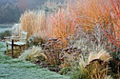 WOODPECKERS  WARWICKSHIRE  WINTER: FROSTED BORDER WITH SEDUMS  GRASSES  A WOODEN BENCH  CORNUS WINTER FLAME AND RUBUS THIBETANUS