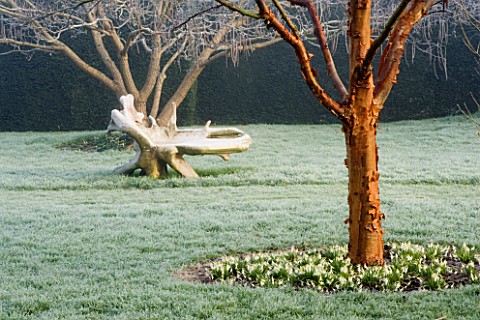 WOODPECKERS__WARWICKSHIRE__WINTER_FROSTED_LAWN_WITH_ACER_GRISEUM__GALANTHUS_SANDERSII__A_WOODEN_BENC