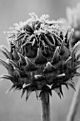 RICKYARD BARN GARDEN  NORTHAMPTONSHIRE - WINTER - FROSTED CARDOON SEED HEAD - BLACK AND WHITE