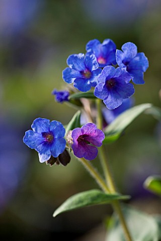 PULMONARIA_BLUE_ENSIGNE_BLUE__FLOWER__SPRING