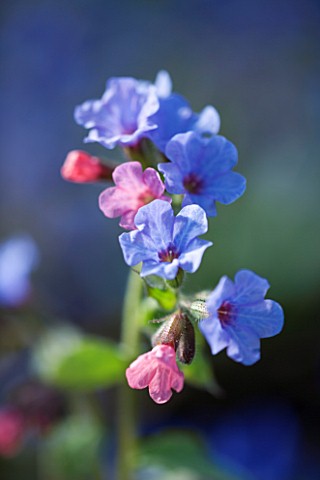 PULMONARIA_DIANE_CLARE_BLUE__FLOWER__SPRING