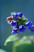 PULMONARIA COTTON COOL. BLUE  FLOWER  SPRING