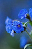 PULMONARIA BLUE ENSIGNE. BLUE  FLOWER  SPRING