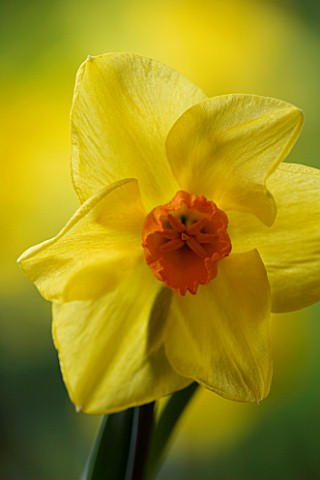 NARCISSUS_DELIBES_YELLOW__SPRING__EASTER__BULB