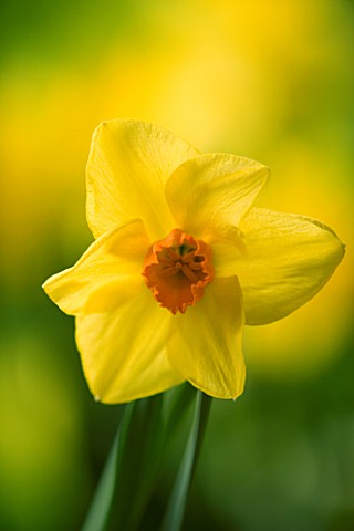 NARCISSUS_DELIBES_YELLOW__SPRING__EASTER__BULB