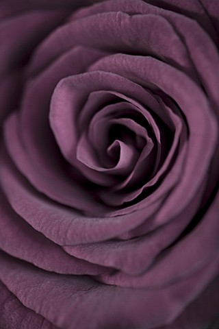FADED_PINK_ROSE_PASTEL__CLOSE_UP
