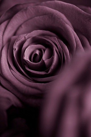FADED_PINK_ROSE_CLOSE_UP