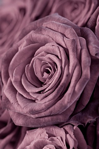 FADED_PINK_ROSE_CLOSE_UP_ROMANTIC__PASTEL