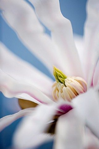 MAGNOLIA_STELLATA_ROSEA_CLOSE_UP__MARCH__SPRING__PALE_PINK__FRAGRANT__FRAGRANCE__ABSTRACT__FLOWER