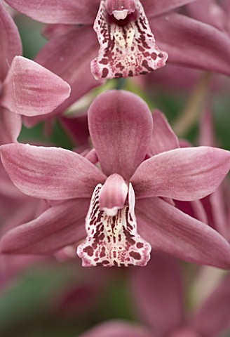 MINIATURE_CYMBIDIUM_STRATHDOWN_CHAILY_RED_ORCHID__PASTEL__FADED__RED