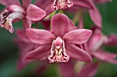 MINIATURE CYMBIDIUM STRATHDOWN CHAILY RED. ORCHID  PASTEL  FADED  RED