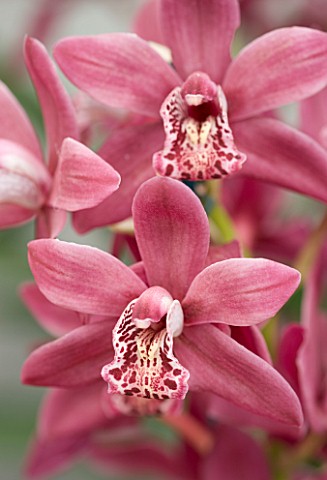 MINIATURE_CYMBIDIUM_STRATHDOWN_CHAILY_RED_ORCHID__PASTEL__FADED__RED