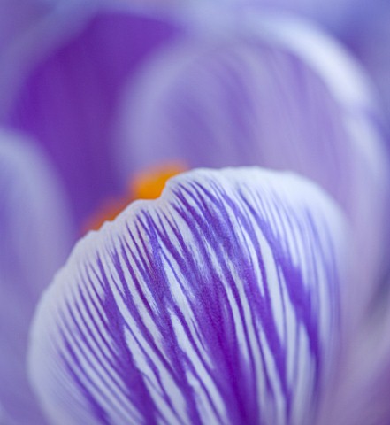 CLOSE_UP_ABSTRACT_OF_CROCUS_PICKWICK_BULB__CLOSE_UP__PURPLE__STRIPEY__STRIPED__SPRING__FLOWER