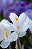 CROCUS VERNUS JEANNE DARC  CLOSE UP  FLORAL  FLOWER  WHITE  SCENTED  SPRING  DELICATE  SMALL