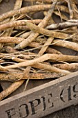 DESIGNER: CLARE MATTHEWS- POTAGER/ VEGETABLE GARDEN  DEVON: A BUNCH OF DRIED RUNNER BEAN CELEBRATION READY FOR SEED COLLECTION IN A WOODEN BOX