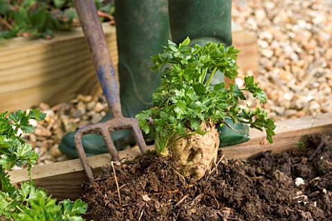 DESIGNER_CLARE_MATTHEWS__VEGETABLE_PROJECT_CLARE_DIGS_UP_A_CELERIAC_FROM_A_RAISED_BED_WITH_A_FORK
