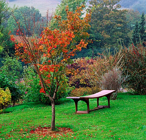 ACER_MICRANTHUM_BESIDE_AN_AFRICAN_HARDWOOD_BENCH_MADE_BY_NICHOLAS_HODGES__BROOK_COTTAGE