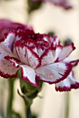 FADED RED AND WHITE CARNATION. CLOSE UP  FLOWER