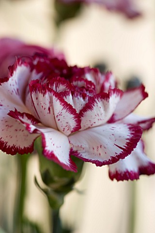 FADED_RED_AND_WHITE_CARNATION_CLOSE_UP__FLOWER