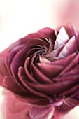 CLOSE UP OF FADED RASPBERRY PINK RANUNCULUS FLOWER. PATTERN