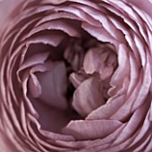 CLOSE UP OF FADED PINK RANUNCULUS FLOWER. PATTERN