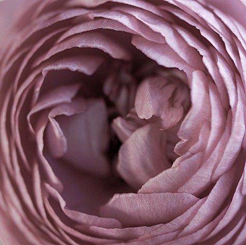 CLOSE_UP_OF_FADED_PINK_RANUNCULUS_FLOWER_PATTERN