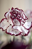 CLOSE UP OF FADED RED AND WHITE CARNATION