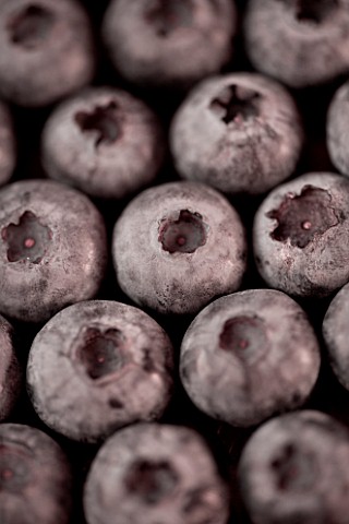 TONED_IMAGE_OF_BLUEBERRIES_ORGANIC__NATURAL__HEALTHY__PATTERN_ANTI_OXIDANT