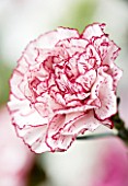 CLOSE UP OF PINK AND WHITE CARNATION. FLOWER