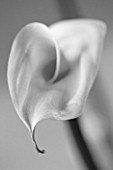 BLACK AND WHITE - CLOSE UP OF WHITE ARUM LILY FLOWER. WHITE  PURE  PURITY  WEDDING  SYMPATHY  HOPE  FRAGILE  PEACE  PEACEFUL