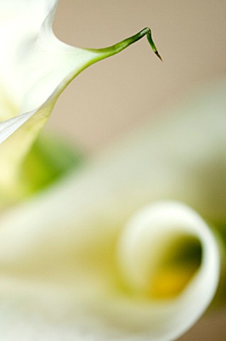 BLACK_AND_WHITE__CLOSE_UP_OF_WHITE_ARUM_LILY_FLOWERS_WHITE__PURE__PURITY__WEDDING__SYMPATHY__HOPE__F