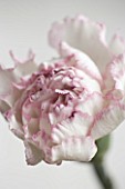 CLOSE UP OF SINGLE FLOWER OF PINK AND WHITE CARNATION