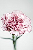 CLOSE UP OF SINGLE FLOWER OF PINK AND WHITE CARNATION