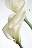 CLOSE UP OF WHITE ARUM LILY FLOWERS. WHITE  PURE  PURITY  WEDDING  SYMPATHY  HOPE  FRAGILE  PEACE  PEACEFUL