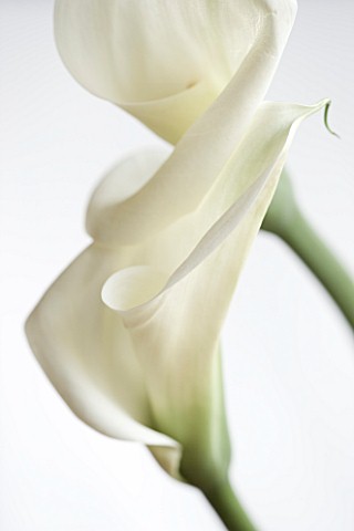 CLOSE_UP_OF_WHITE_ARUM_LILY_FLOWERS_WHITE__PURE__PURITY__WEDDING__SYMPATHY__HOPE__FRAGILE__PEACE__PE