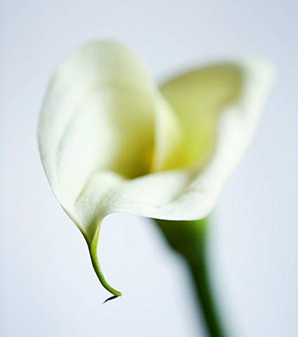 CLOSE_UP_OF_WHITE_ARUM_LILY_FLOWER_WHITE__PURE__PURITY__WEDDING__SYMPATHY__HOPE__FRAGILE__PEACE__PEA