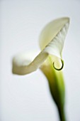 CLOSE UP OF WHITE ARUM LILY FLOWER. WHITE  PURE  PURITY  WEDDING  SYMPATHY  HOPE  FRAGILE  PEACE  PEACEFUL