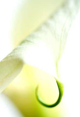 CLOSE_UP_OF_WHITE_ARUM_LILY_FLOWER_WHITE__PURE__PURITY__WEDDING__SYMPATHY__HOPE__FRAGILE__PEACE__PEA