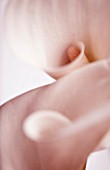 CLOSE UP OF WHITE ARUM LILY FLOWER. WHITE  PURE  PURITY  WEDDING  SYMPATHY  HOPE  FRAGILE  PEACE  PEACEFUL
