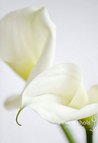 CLOSE_UP_OF_WHITE_ARUM_LILY_FLOWERS_WHITE__PURE__PURITY__WEDDING__SYMPATHY__HOPE__FRAGILE__PEACE__PE