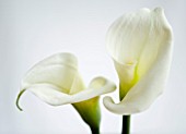 CLOSE UP OF WHITE ARUM LILY FLOWERS. WHITE  PURE  PURITY  WEDDING  SYMPATHY  HOPE  FRAGILE  PEACE  PEACEFUL