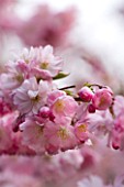 SPRING BLOSSOM OF PRUNUS ACCOLADE. CHERRY  BLOOM  PINK  FRESH  EASTER