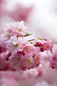 SPRING BLOSSOM OF PRUNUS ACCOLADE. CHERRY  BLOOM  PINK  FRESH  EASTER