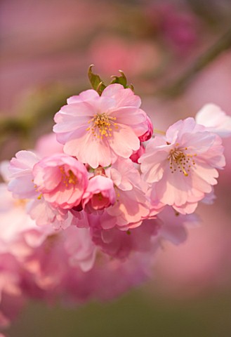 SPRING_BLOSSOM_OF_PRUNUS_ACCOLADE_CHERRY__BLOOM__PINK__FRESH__EASTER