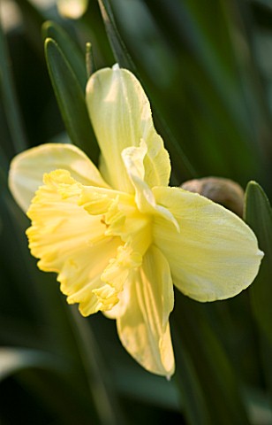 NARCISSUS_ST_PATRICKS_DAY_YELLOW__FLOWER__CLOSE_UP__FRAGRANT__YELLOW__SPRING
