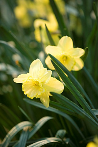 NARCISSUS_ST_PATRICKS_DAY_YELLOW__FLOWER__CLOSE_UP__FRAGRANT__YELLOW__SPRING
