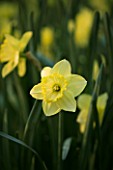 NARCISSUS ST PATRICKS DAY. YELLOW  FLOWER  CLOSE UP  FRAGRANT  YELLOW  SPRING