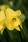 NARCISSUS ST PATRICKS DAY. YELLOW  FLOWER  CLOSE UP  FRAGRANT  YELLOW  SPRING